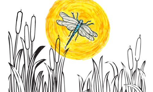 Water Bugs and Dragonflies